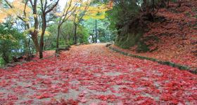 Parc Momijidani (Miyajima), Allée couverte de feuilles d'érable rouges en automne