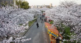 Parc Kema Sakuranomiya à Osaka, Berges de la rivières couvertes de cerisiers en fleurs