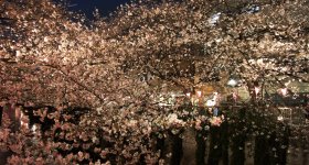  Naka Meguro-gawa à Shibuya (Tokyo), Branches de cerisiers en fleurs au-dessus de la rivière