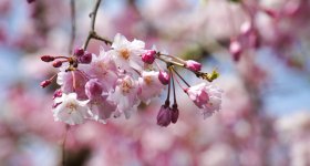 Parc Maruyama (Kyoto), Célébration de Ohanami au printemps