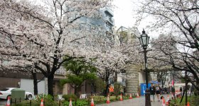 Parc Sumida à Asakusa (Tokyo), Cerisiers en fleurs au printemps
