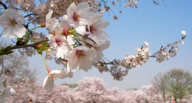 Parc Expo'70 (Osaka), le Soleil Noir à l'arrière de la Tour du Soleil