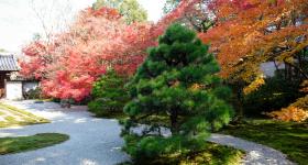 Tenju-an (Kyoto), vue sur le jardin en automne
