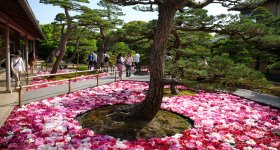 Yushi-en, Fleurs de pivoines disposées sur l'eau