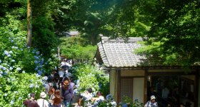 Meigetsu-in et hortensias Ajisai en juin