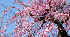 Pavillon principal du sanctuaire Ushi-Tenjin Kitano-jinja à Tokyo
