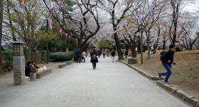 Parc Asukayama, Jeunes Japonais pique-niquant sous les cerisiers en fleurs
