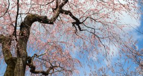 Haradani-en, pavillon en bois pour admirer les cerisiers en fleurs
