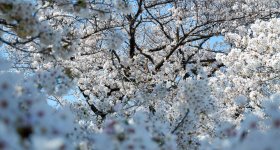 Jardin botanique de Koishikawa (Tokyo), pique-nique sous les cerisiers en fleurs au printemps