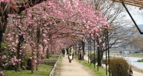 Chemin Nakaragi (Kyoto), séance de photos de mariage traditionnel pendant la floraison des cerisiers pleureurs 