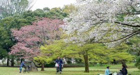 Parc d'Omiya (Saitama), balade sous les cerisiers en fleurs au printemps