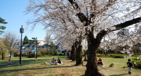 Zenpukuji-gawa (Tokyo), rivière bordée de cerisiers en fleurs au printemps