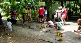 Yaimamura (Ishigaki), rencontre avec les singes-écureuils