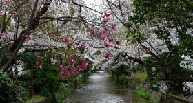 Kiyamachi-dori (Kyoto), cerisiers en fleurs le long du canal Takase