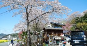 Parc Hanamiyama (Fukushima), champs de colza et cerisiers en fleurs