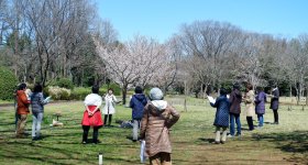 Parc Koganei (Tokyo), pique-nique sous les cerisiers en fleurs au printemps