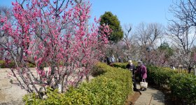 Parc Hanegi (Setagaya, Tokyo), pruniers en fleurs entre février et début mars
