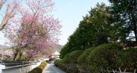 Zuishin-in (Kyoto), visite intérieure du pavillon Omoteshoin en direction de l'autel bouddhiste