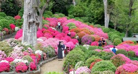 Bunkyo Tsutsuji Matsuri (Tokyo), allée du jardin d'azalées du sanctuaire Nezu-jinja