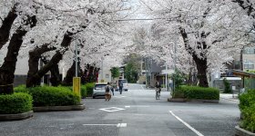 Cimetière de Yanaka (Tokyo), allée entre les tombes en période de sakura
