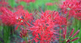 Kinchakuda Manjushage (Saitama), lycoris rouges en cours de floraison fin septembre