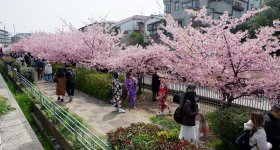 Yodo Suiro Waterway (Kyoto), Japonais en train de pique-niquer sous les cerisiers Kawazu en fleurs en mars