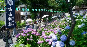 Hakusan-jinja (Tokyo), vue sur les hortensias en fleurs au pied de la colline Fujizuka 