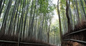 Forêt de bambous d'Arashiyama à Kyoto