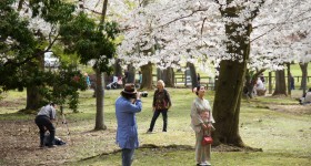 Parc de Nara, cerf Shika