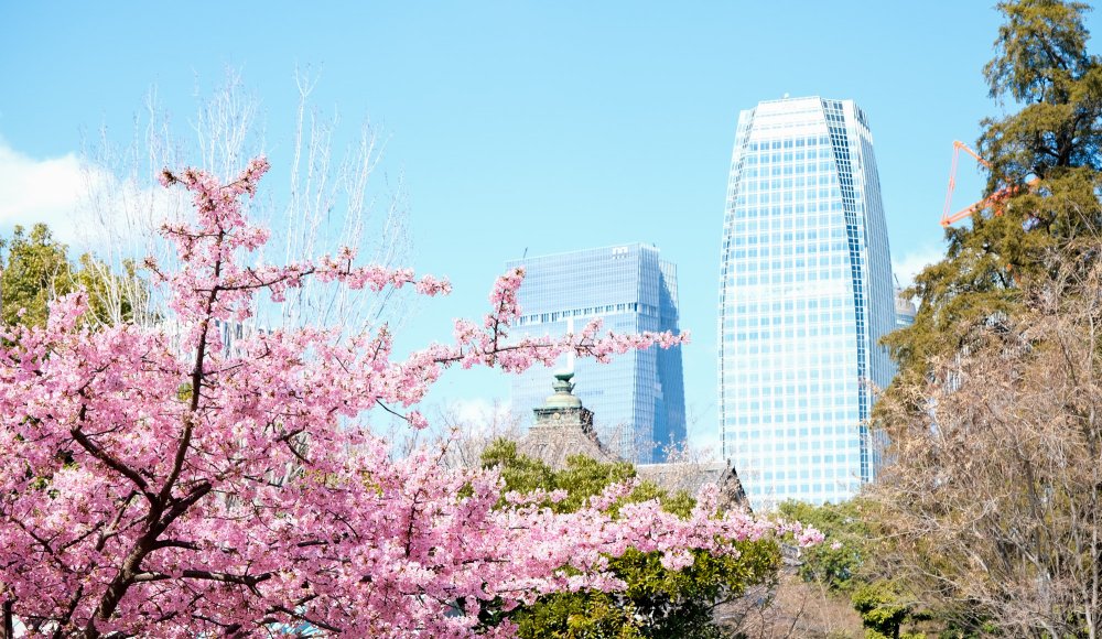 Parc Shiba (Tokyo), floraison du cerisier Kawazu et vue sur les toits du temple Zojo-ji et gratte-ciels