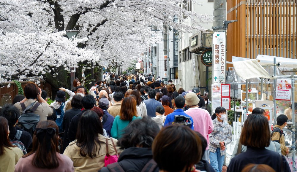 Shunbun no Hi, Foule de Tokyo&iuml;tes admirant les cerisiers en fleurs au bord de la rivi&egrave;re Meguro-gawa