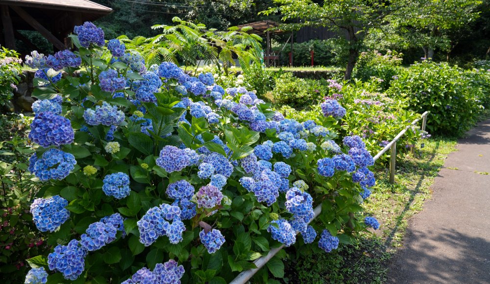 Festival des hortensias de la vall&eacute;e Akigawa (Tokyo), hortensias bleus au parc Wonderful Nature Village Ajisai 
