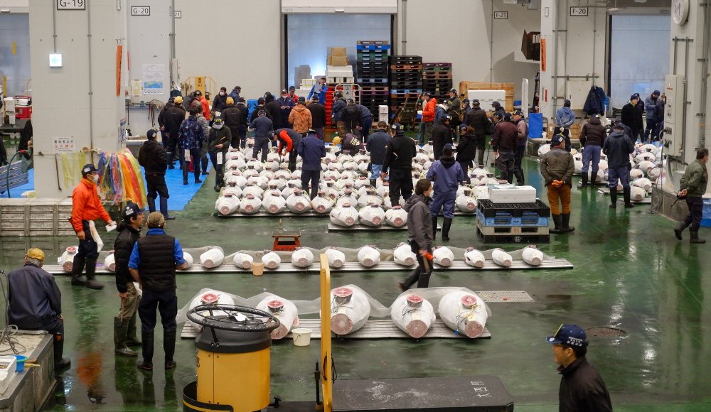 March&eacute; de Toyosu (Tokyo), vente aux ench&egrave;res de thon (vue avec r&eacute;servation)