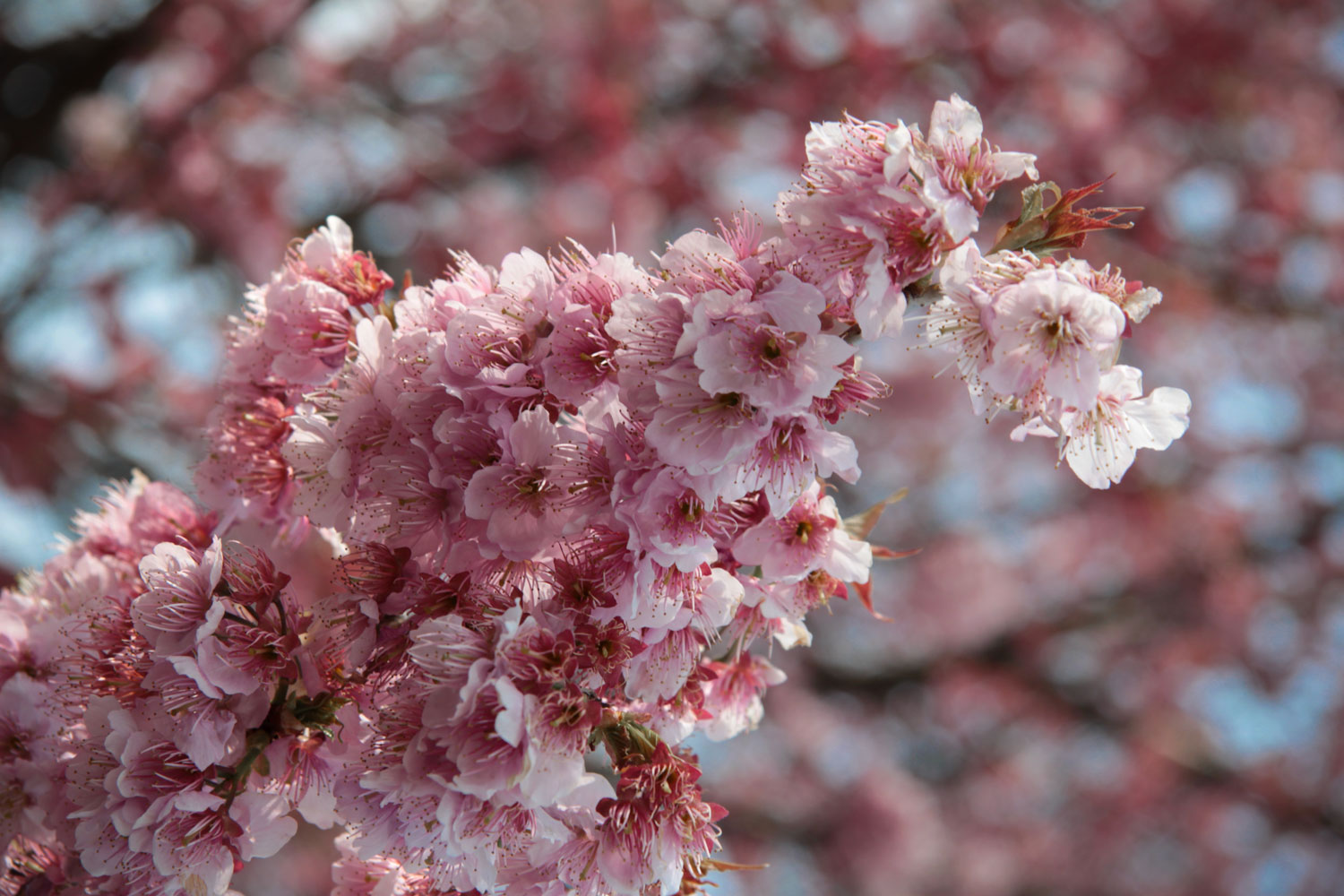  Sakura  les cerisiers en fleurs  du Japon  o Hanami 