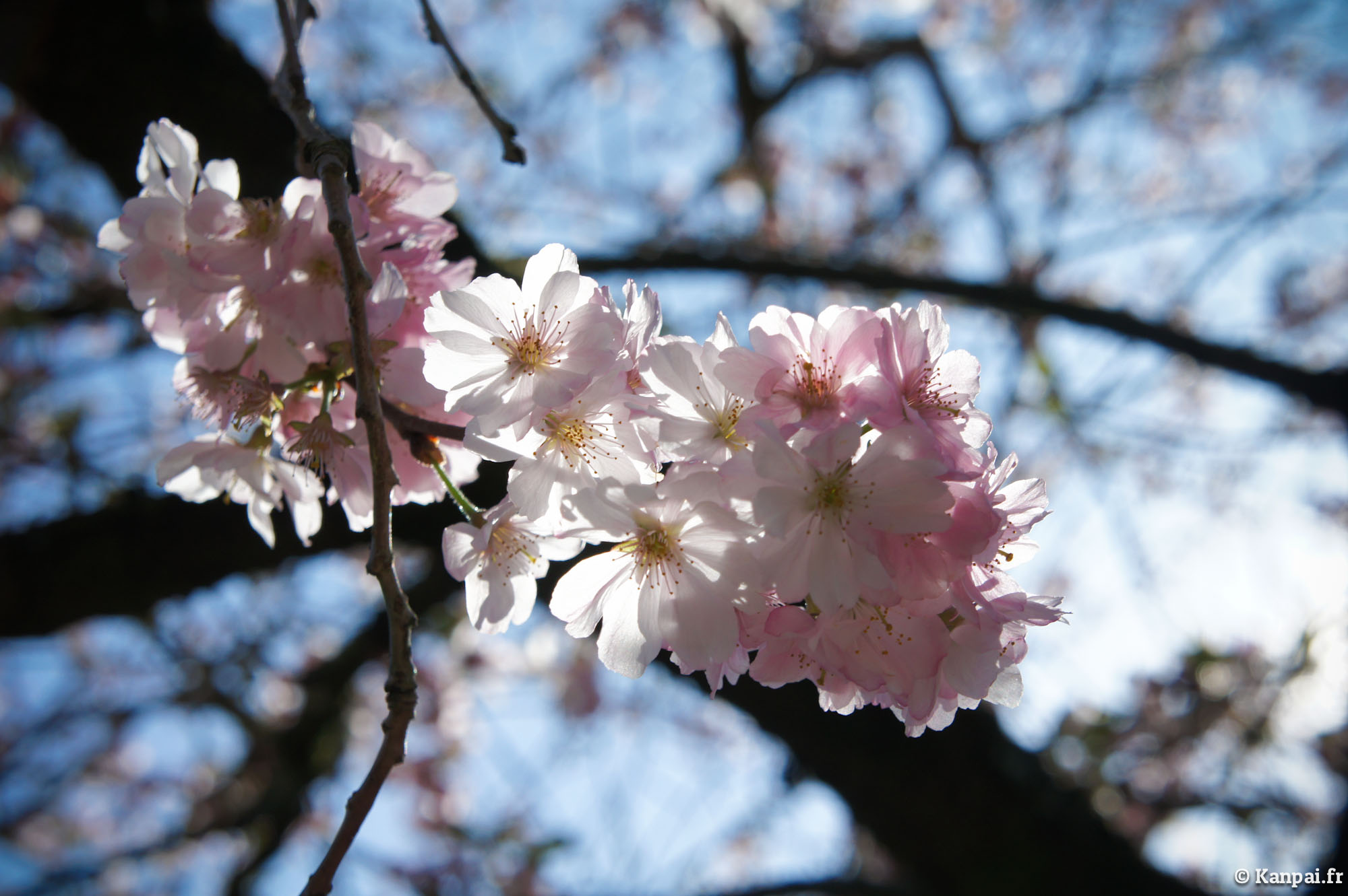  Sakura  les cerisiers en fleurs  du Japon  o Hanami 