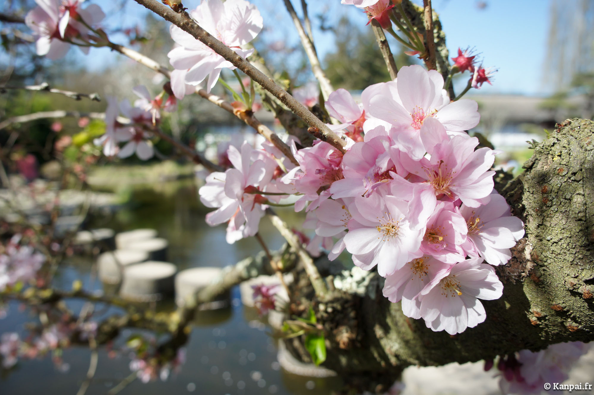  Sakura  japonais du  japon et des fleurs