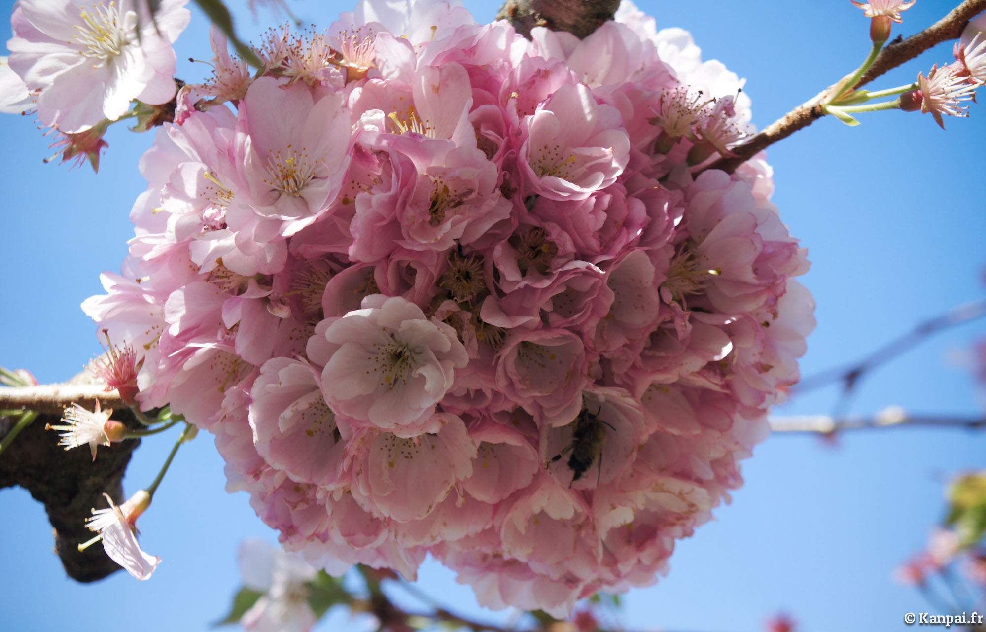  Sakura  les cerisiers  en fleurs  du Japon  o Hanami 