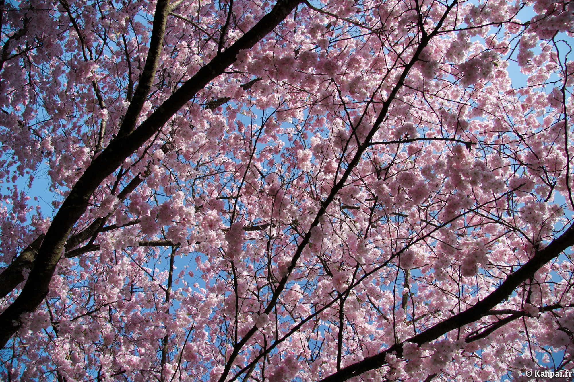  Sakura  les cerisiers en fleurs du Japon  o Hanami 