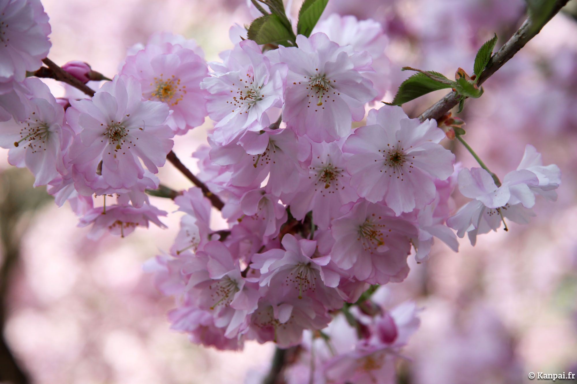  Sakura  les cerisiers  en fleurs  du Japon  o Hanami 