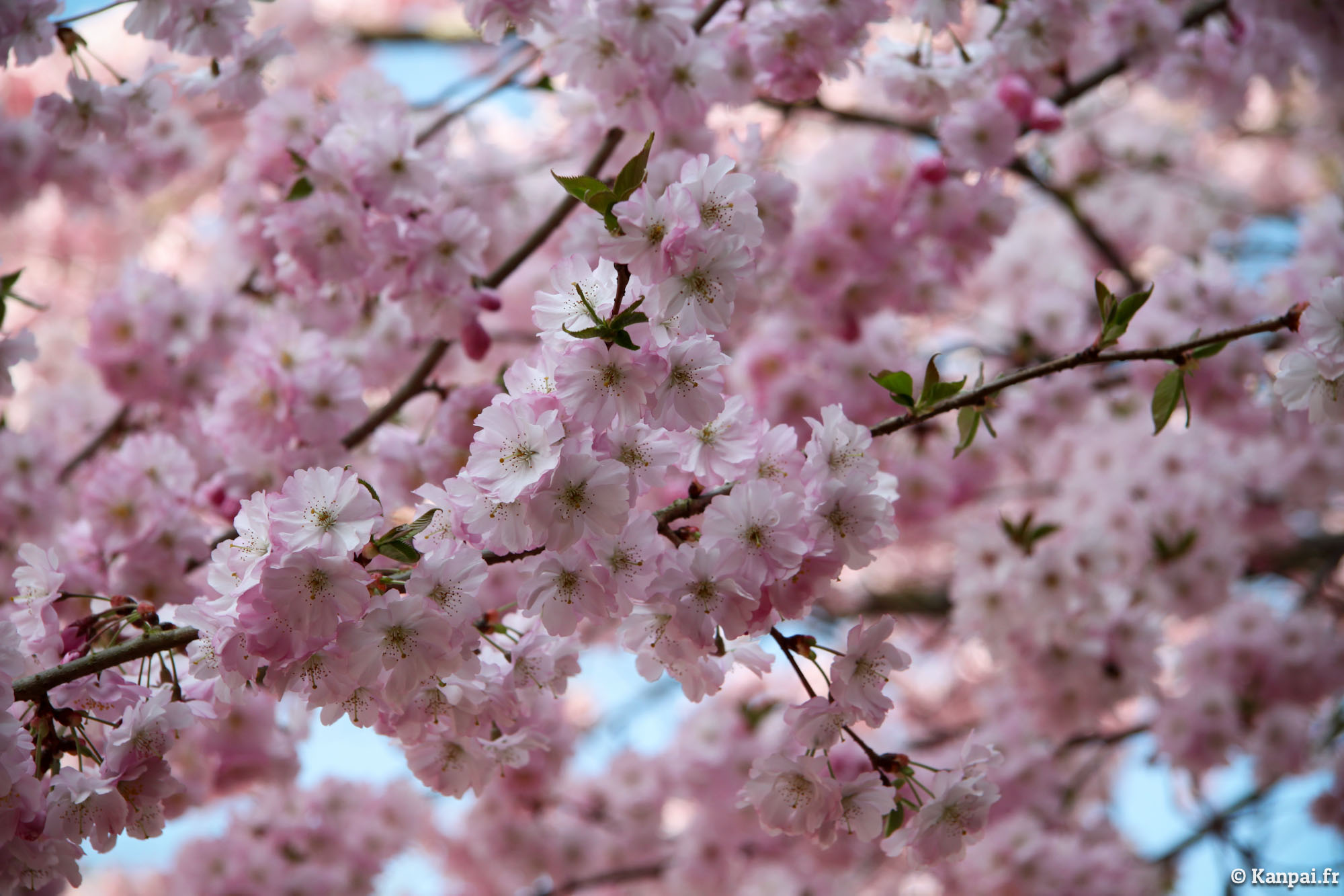  Sakura  les cerisiers en fleurs  du Japon  o Hanami 