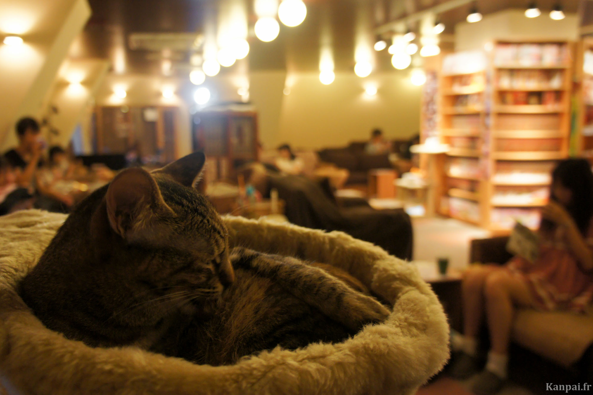 cafe chat