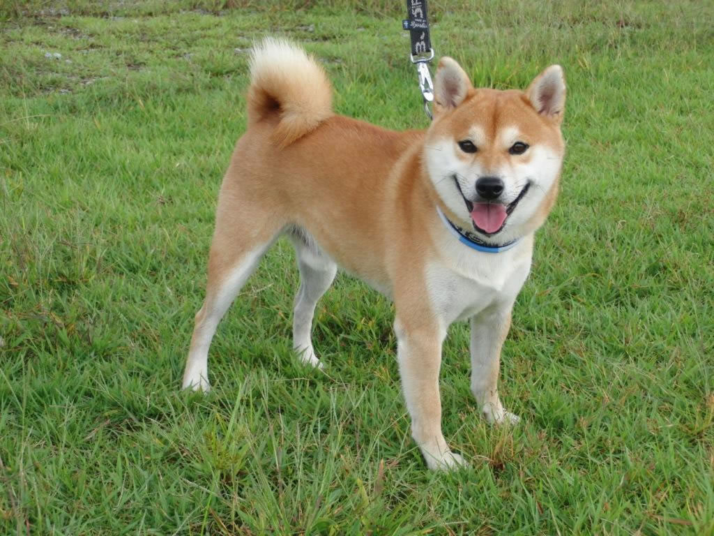 Shiba-inu : la star des chiens japonais